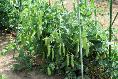 50 Super SUGAR SNAP PEA Pisum Sativum Macrocarpon Vegetable Seeds