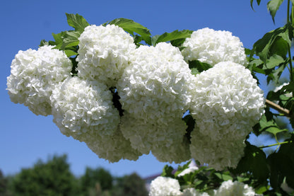 30 EUROPEAN CRANBERRY / SNOWBALL Tree Guelder Rose Viburnum Opulus Red Fruit White Flower Seeds