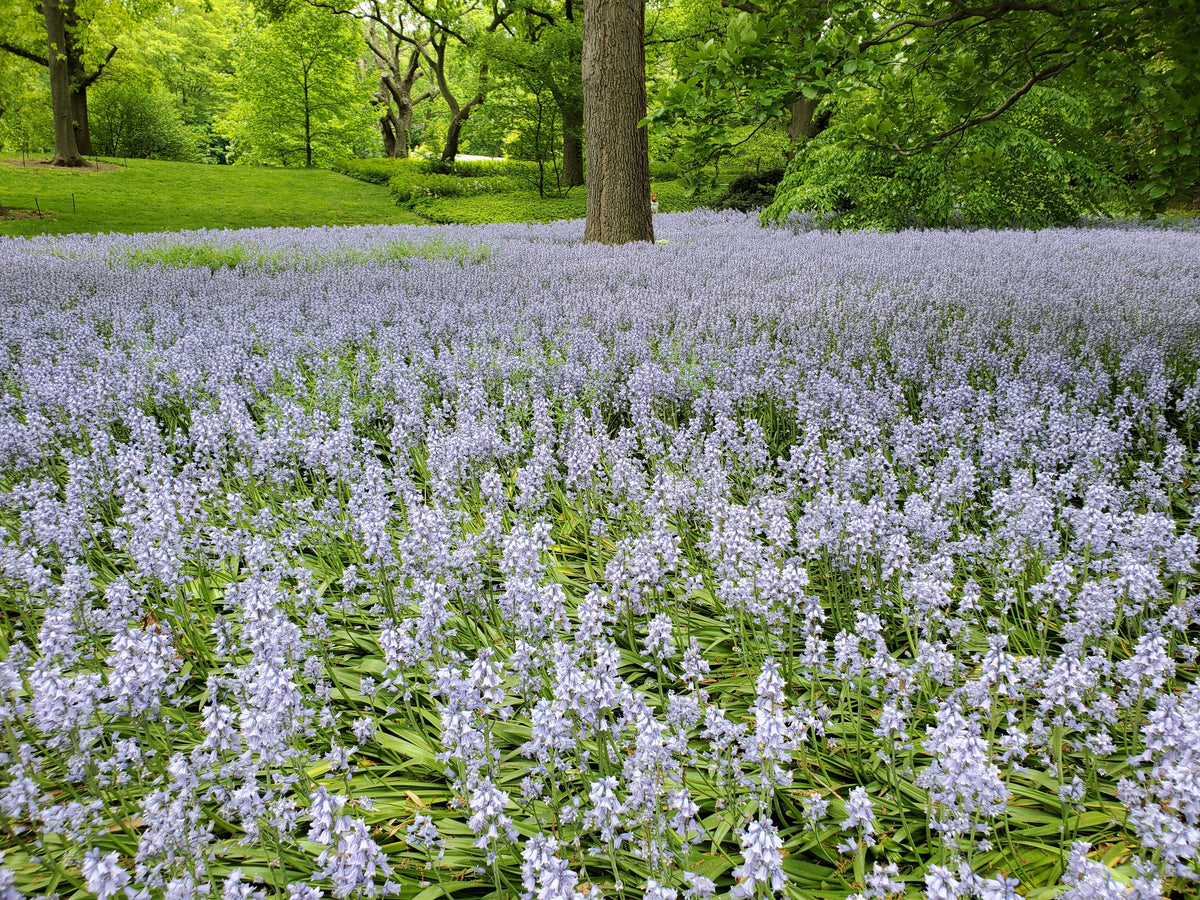 10 WOOD HYACINTH Mixed Colors English Woodland Spanish Bluebell Scilla Campanulata Hyacinthoides Hispanica Pink Purple White Flower Seeds