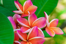 10 MIXED COLORS PLUMERIA Seeds - Lei Flower Frangipani Mix Fragrant Shrub Small Tree Pink Red Yellow White Peach Two Tone
