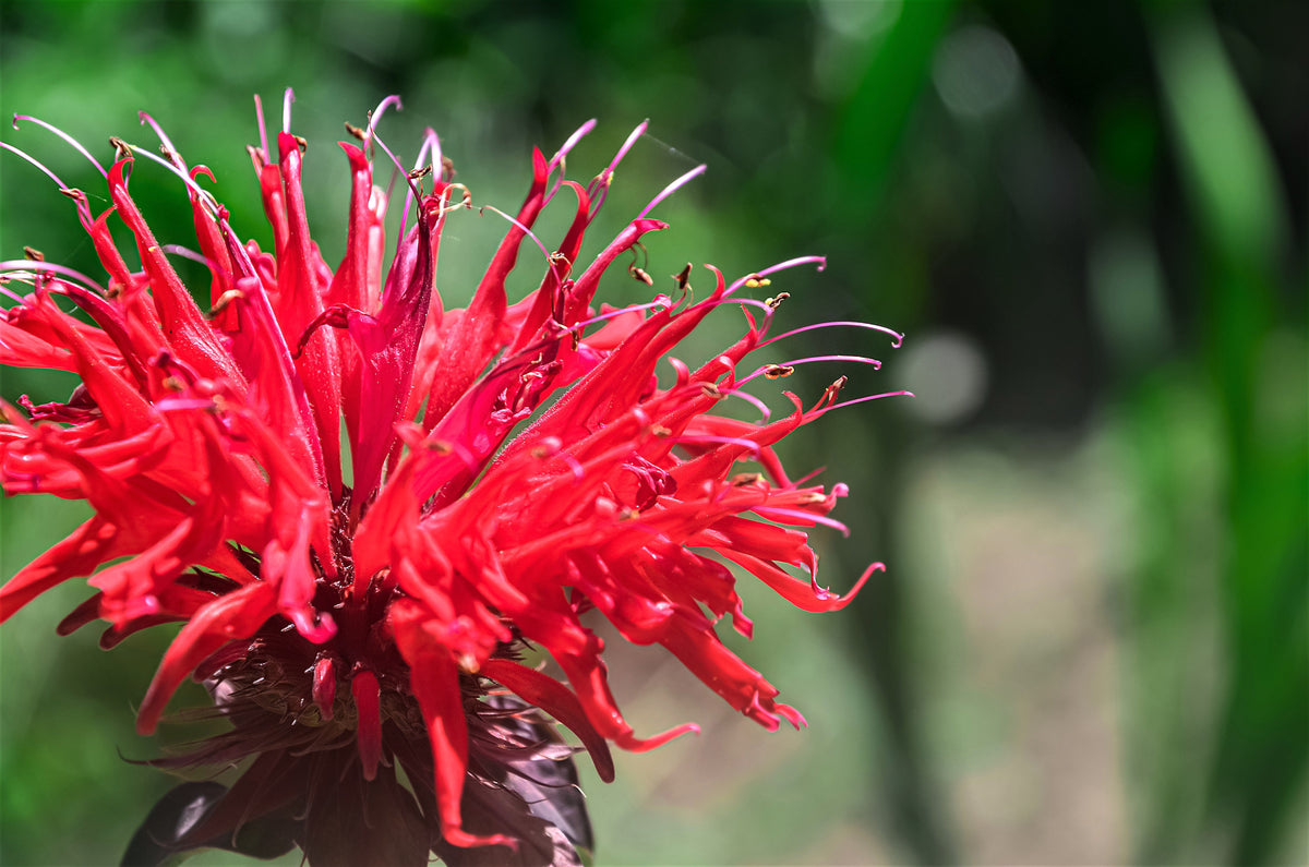 25 BEE BALM MIX Lemon Hummingbird Mint Monarda Didyma Mixed Colors Scarlet, Red, Pink, Purple, Spotted, & Salmon Flower Seeds