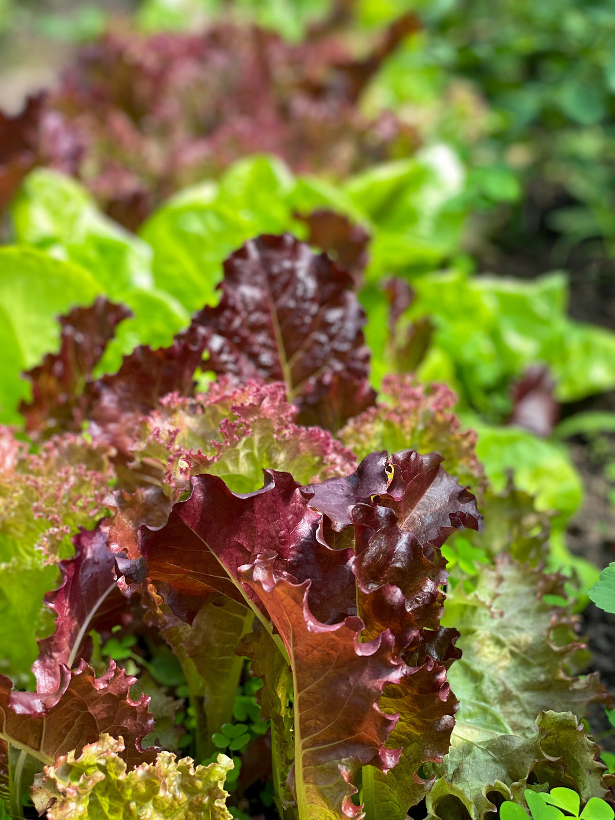 3000 RUBY LEAF LETTUCE Red Loose Leaf Heirloom Lactuca Sativa Vegetable Seeds