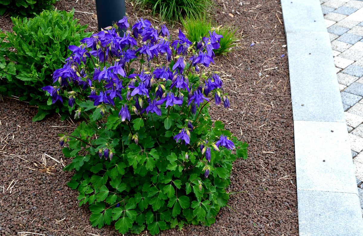 100 MIXED EUROPEAN COLUMBINE Aquilegia Flower Seeds