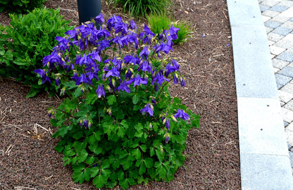 100 MIXED EUROPEAN COLUMBINE Aquilegia Flower Seeds