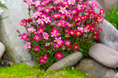 50 ROSE ROBE SAXIFRAGA Arendsii Mossy Rockfoil Evergreen Flower Seeds