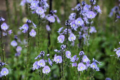 25 BLUE STREAK SPEEDWELL Veronica Gentianoides Flower Seeds