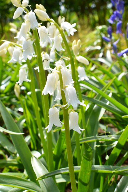 10 WOOD HYACINTH Mixed Colors English Woodland Spanish Bluebell Scilla Campanulata Hyacinthoides Hispanica Pink Purple White Flower Seeds