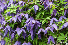 10 PURPLE ALPINE CLEMATIS Alpina Virgin's Bower Flower Vine Seeds