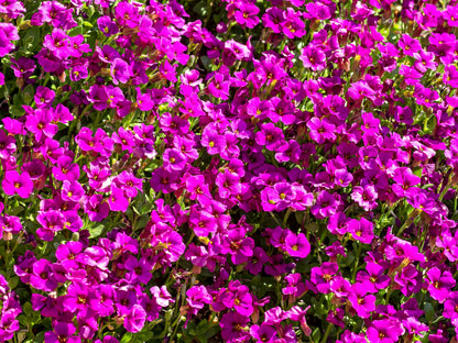 400 RAINBOW ROCKCRESS Rock Cress Large Flowered Aubrieta Cultorum Flower Seeds
