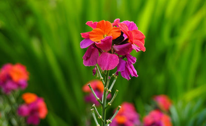 300 Mixed Colors ENGLISH Aegean WALLFLOWER Cheiranthus Cheiri Erysimum Pink Red Yellow Purple Bicolor Flower SeedsSeeds