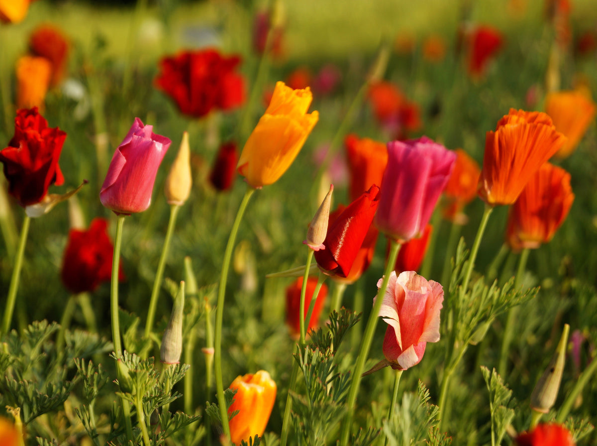 1000 MIXED Colors CALIFORNIA POPPY (Ballerina / Mission Bells) Eschscholzia Californica Flower Seeds