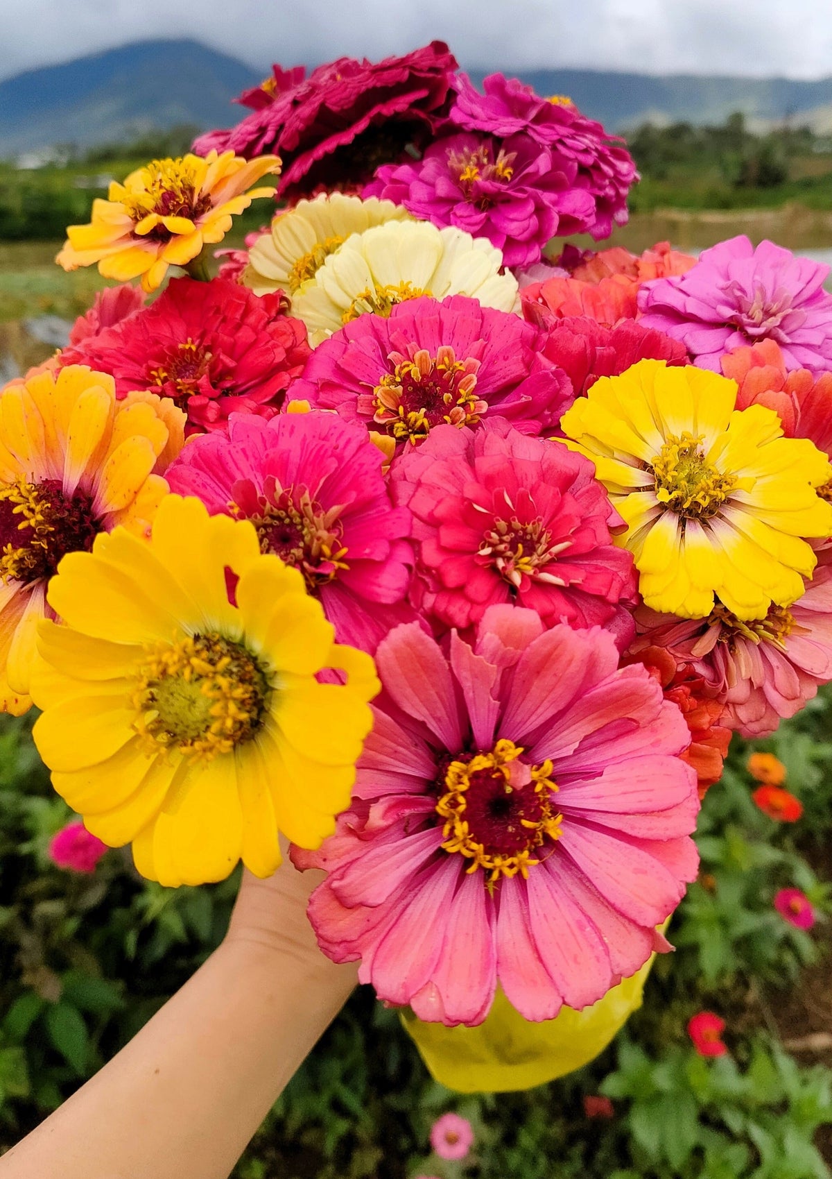 500 Mixed Colors CALIFORNIA GIANT ZINNIA Elegans Flower Seeds