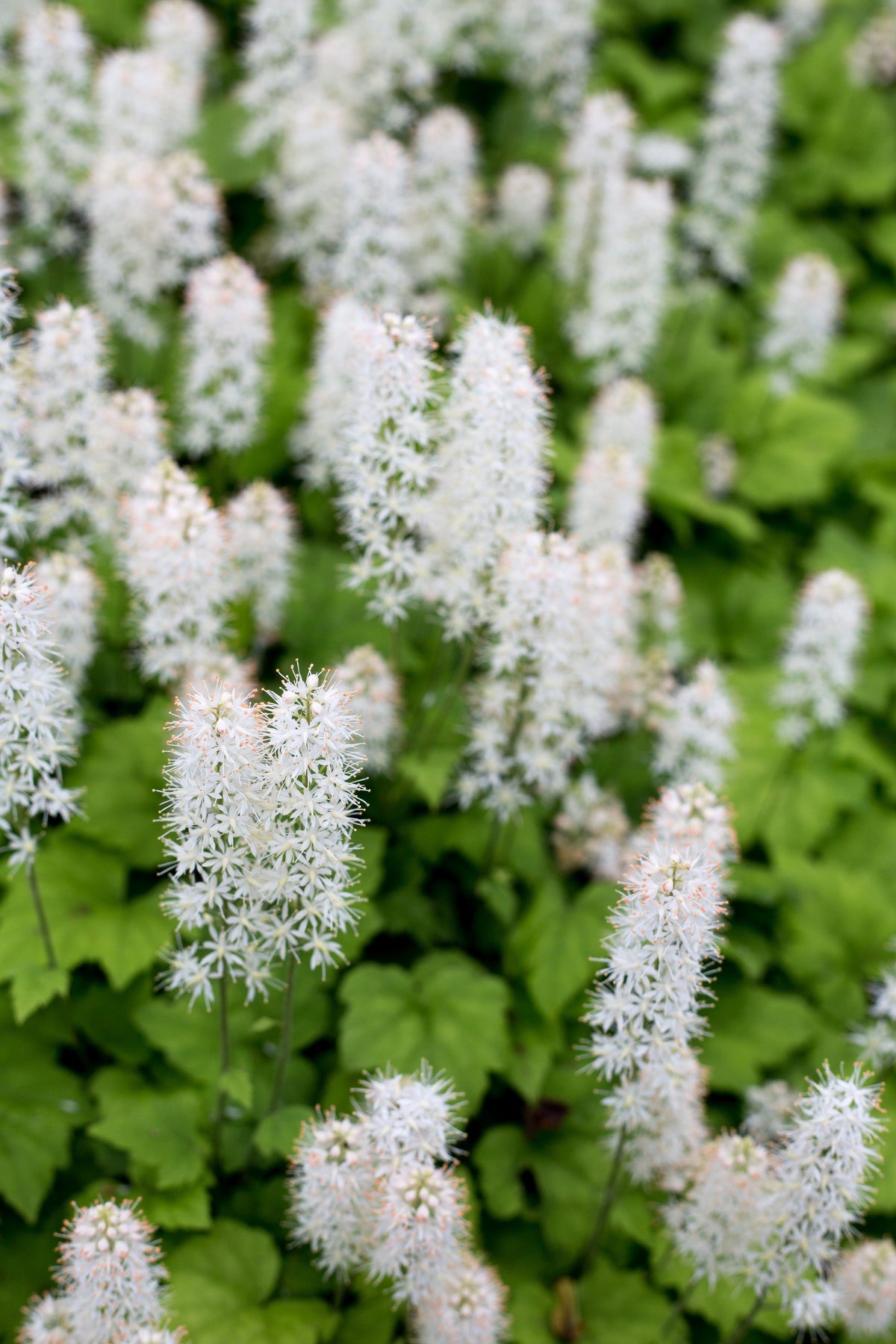 20 SUGAR SCOOP FOAMFLOWER White Tiarella Trifoliata Laceflower Flower Seeds