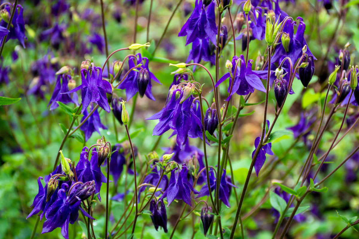 100 PURPLE COLUMBINE Aquilegia Vulgaris Flower Seeds