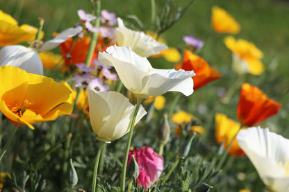 1000 MIXED Colors CALIFORNIA POPPY (Ballerina / Mission Bells) Eschscholzia Californica Flower Seeds