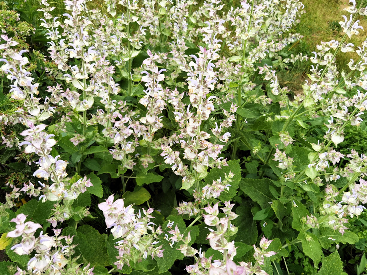 50 WHITE Swan CLARY SAGE Salvia Viridis Horminum Herb Flower Seeds