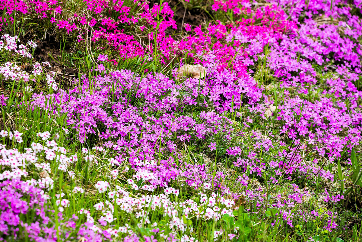 20 PRAIRIE PHLOX Pilosa Mixed Colors Pink Purple White Native Flower Seeds