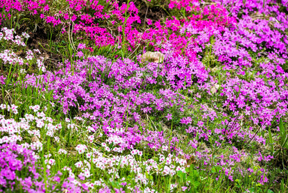 20 PRAIRIE PHLOX Pilosa Mixed Colors Pink Purple White Native Flower Seeds