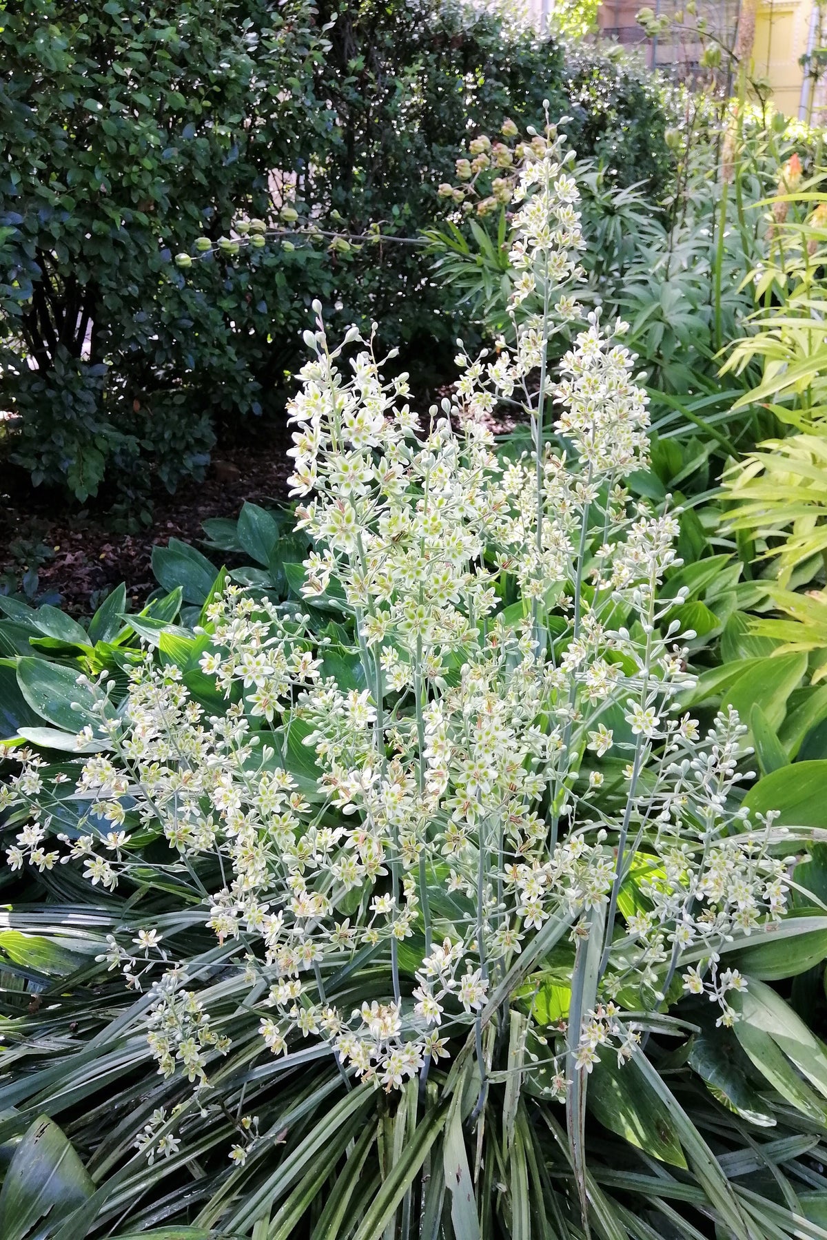 100 WHITE CAMAS Anticlea Elegans Zigadenus Camass Alkali Native Flower Seeds