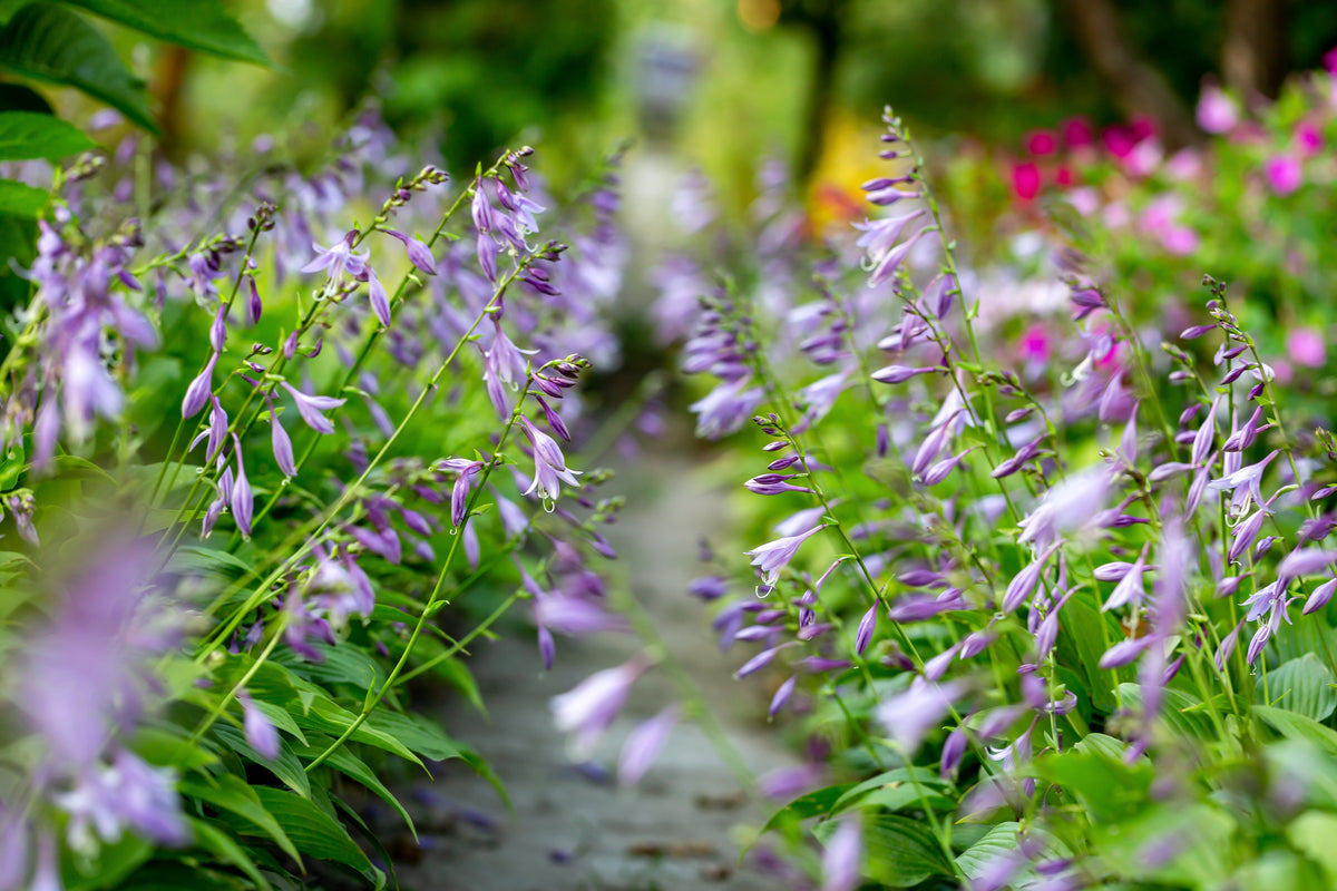 10 HOSTA ELEGANS Shade Lover Flower Seeds