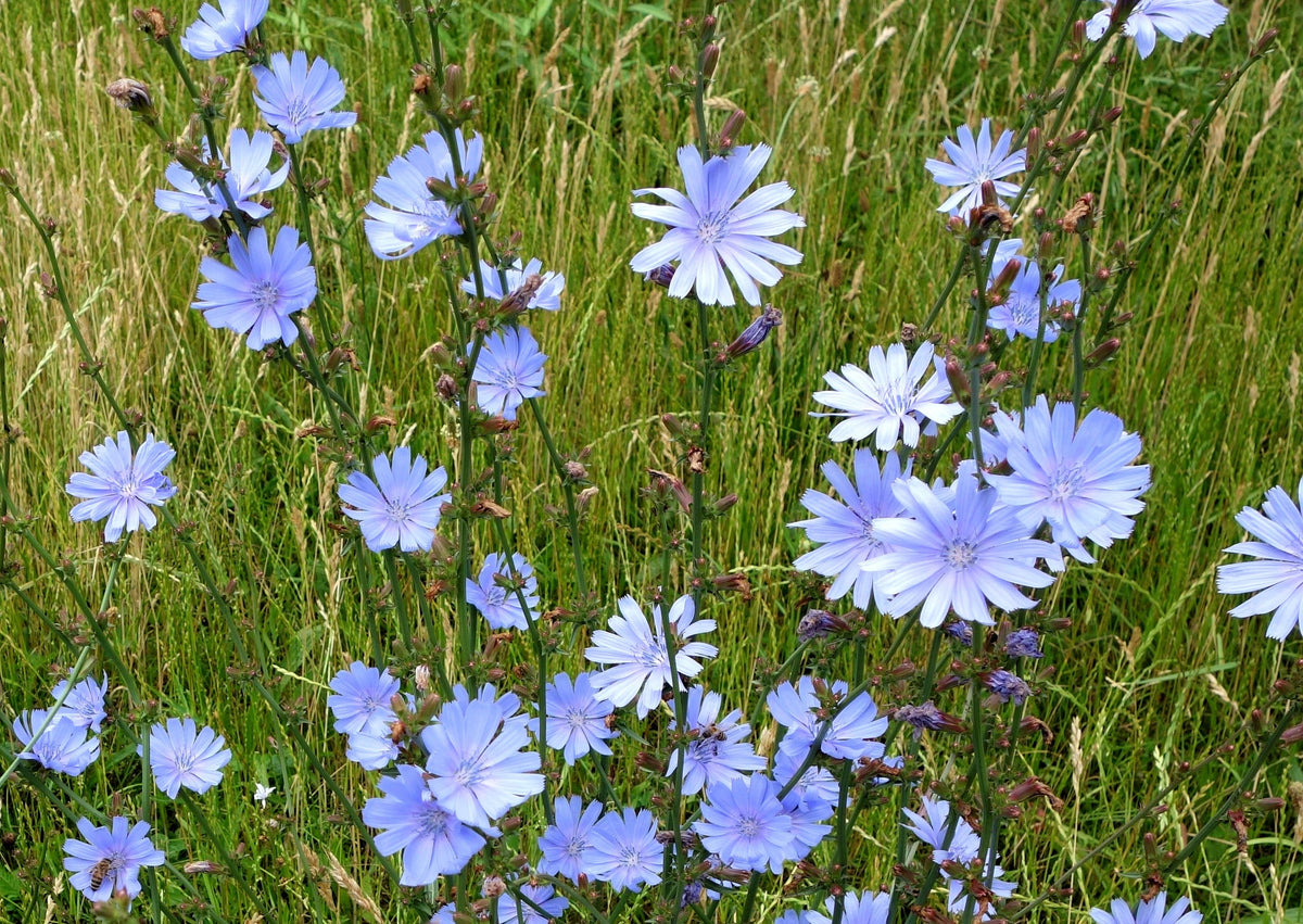 1000 CHICORY (Blue Daisy / Blue Sailors / Coffeeweed / Succory) Cichorium Intybus Flower Herb Seeds