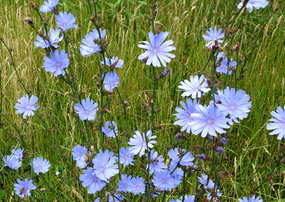 1000 CHICORY (Blue Daisy / Blue Sailors / Coffeeweed / Succory) Cichorium Intybus Flower Herb Seeds