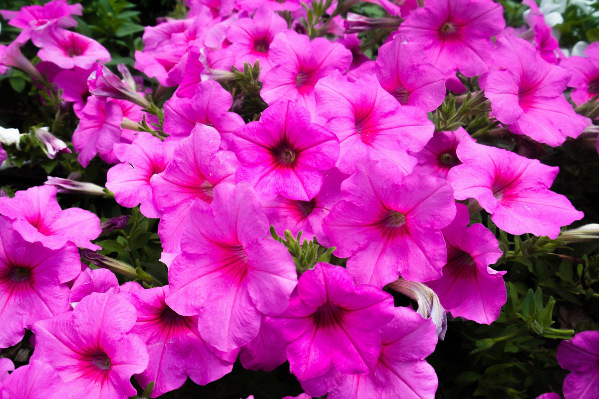 200 Pink LAURA BUSH PETUNIA Violacea Integrifolia Perennial Frilled Trumpet Flower Seeds