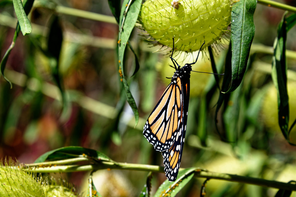 10 SWAN MILKWEED Hairy Balls Butterfly Weed Asclepias Gomphocarpus Fruticosus Monarch Flower Seeds