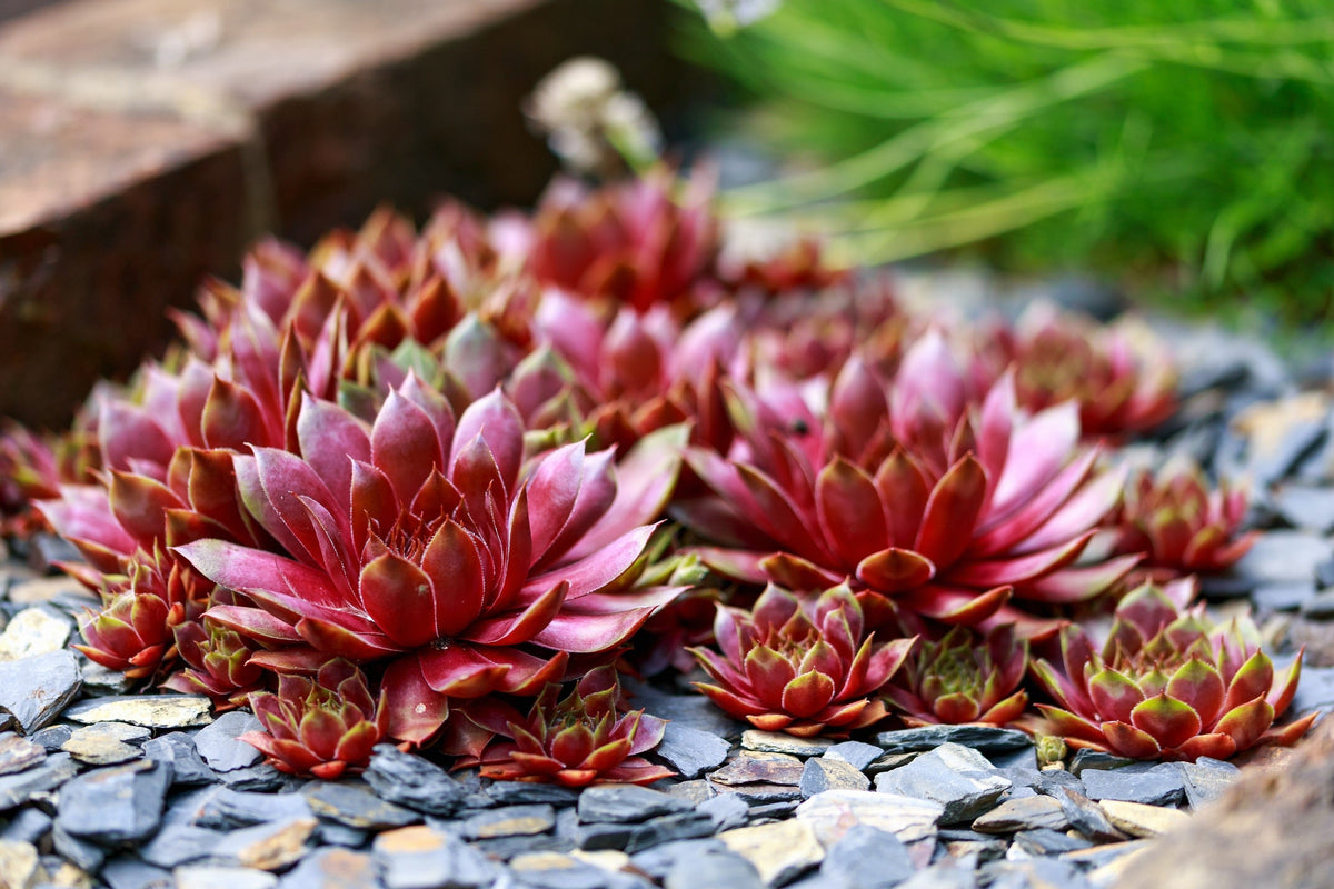 25 MIXED HENS & CHICKS Chickens Succulent (Live Forever) Sempervivum Flower Seeds