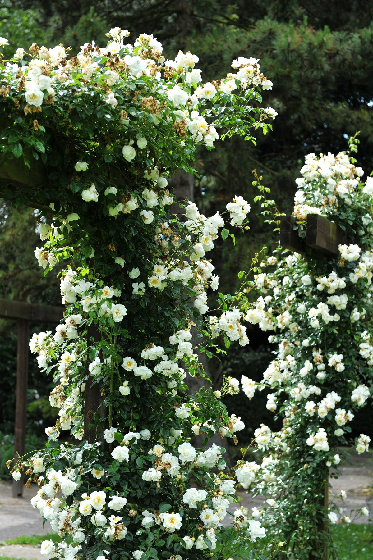 5 WHITE CLIMBING ROSE Rosa Bush Vine Climber Fragrant Butterfly Flower Seeds