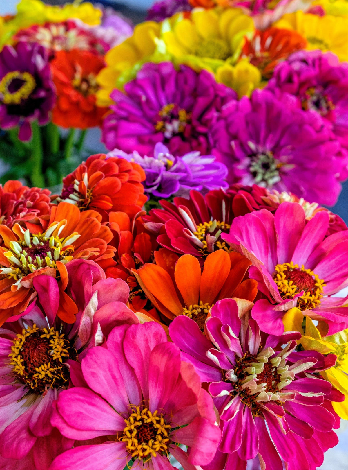 250 Mixed Colors ZINNIA ELEGANS Flower Seeds