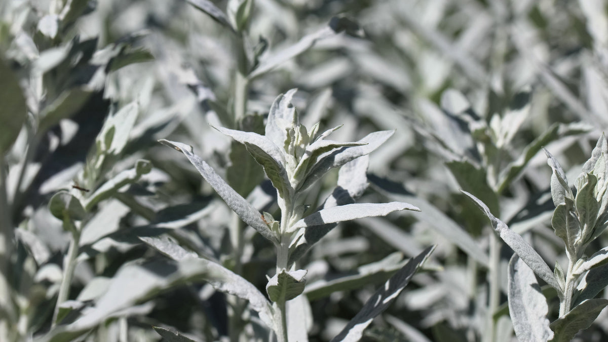 200 PRAIRIE SAGE (Wormwood / Fringed Sagebrush / Sagewort) Artemisia Ludoviciana Flower Seeds