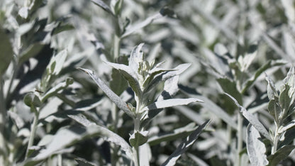 200 PRAIRIE SAGE (Wormwood / Fringed Sagebrush / Sagewort) Artemisia Ludoviciana Flower Seeds