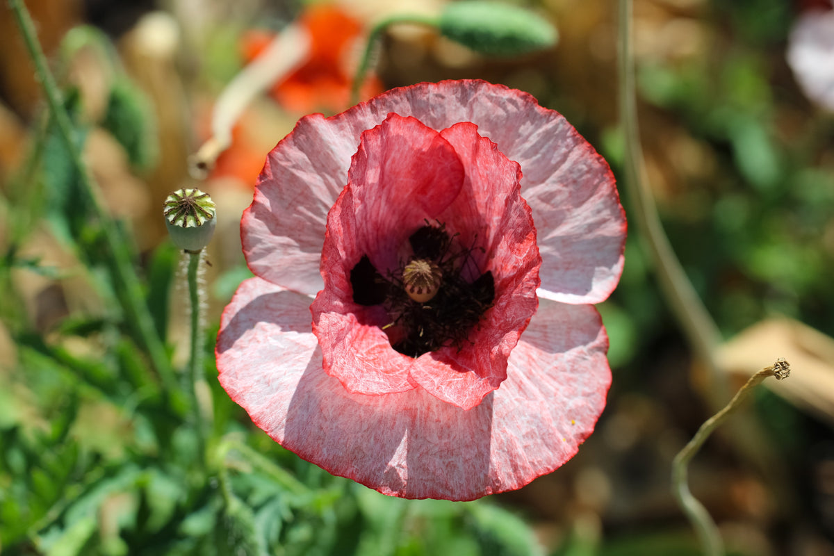 100 MOTHER Of PEARL POPPY Mix Papaver Rhoeas Shirley Flower Seeds Mixed Colors