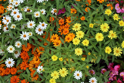 250 Mixed Colors CLASSIC ZINNIA Linearis Angustifolia Narrow Leaf Creeping Mexican Flower Seeds