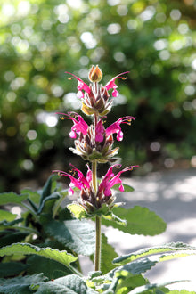 10 Organic California HUMMINGBIRD SAGE Salvia Spathacea Magenta Red Flower Herb Seeds