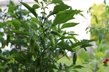 50 GREEK GOLDEN PEPPER Pepperoncini Gold Yellow Capsicum Annuum Vegetable Seeds