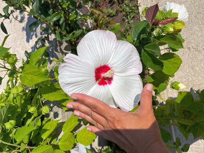 25 MIXED LUNA HIBISCUS Moscheutos Hardy Mixed Colors - Red, Hot Pink, Pink & White Swirl, and White Flower Seeds