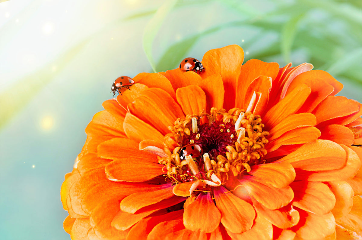 250 ORANGE KING ZINNIA Elegans Flower Seeds