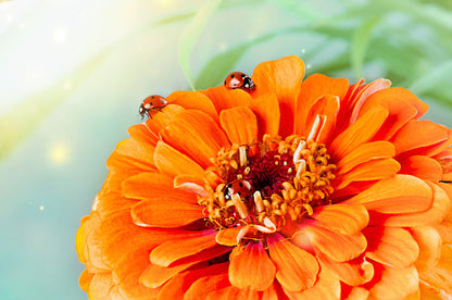 250 ORANGE KING ZINNIA Elegans Flower Seeds