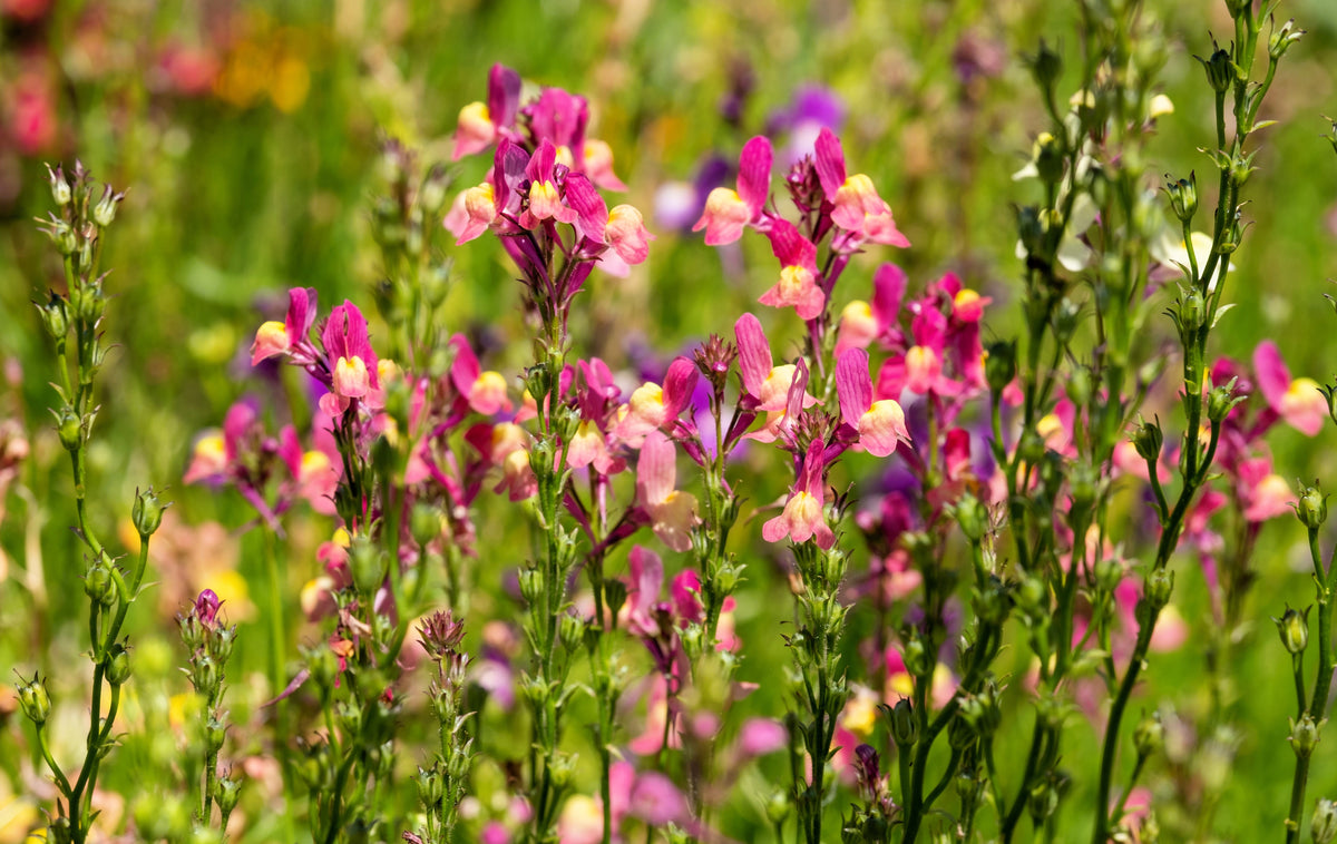 2000 Mixed MOROCCAN TOADFLAX / SNAPDRAGON Linaria Maroccana Flower Seeds
