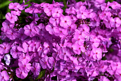 20 MEADOW PHLOX Maculata Mixed Colors Wild Sweet William Native Hummingbird Flower Seeds
