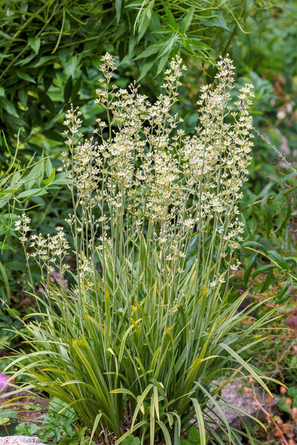 100 WHITE CAMAS Anticlea Elegans Zigadenus Camass Alkali Native Flower Seeds