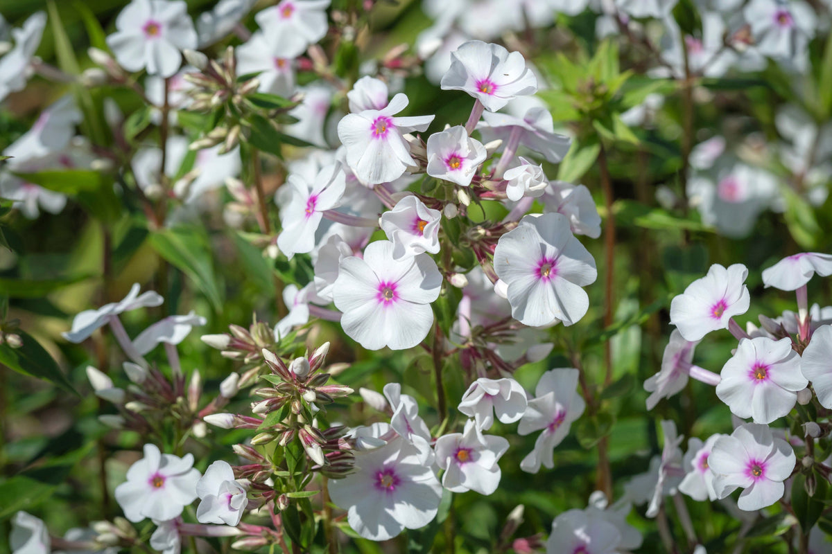 20 MEADOW PHLOX Maculata Mixed Colors Wild Sweet William Native Hummingbird Flower Seeds