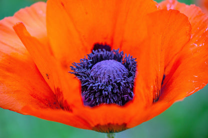 100 PRINCE of ORANGE POPPY Oriental Poppy Papaver Orientale Perennial Flower Seeds