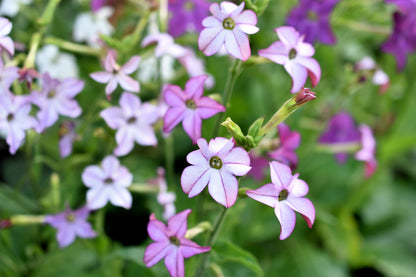 100 Heirloom MIXED COLORS NICOTIANA (Ornamental Flowering Tobacco) Nicotiana Alata Flower Seeds