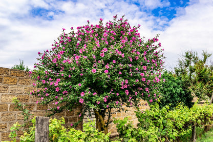 50 Mixed Colors ROSE Of SHARON HIBISCUS Syriacus Flower Tree Bush Seeds Mix