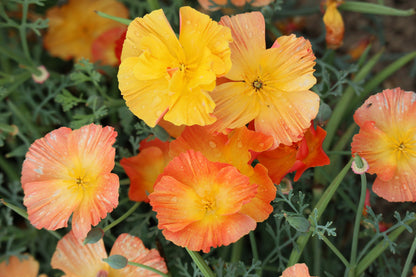 1000 MIXED Colors CALIFORNIA POPPY (Ballerina / Mission Bells) Eschscholzia Californica Flower Seeds