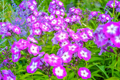 20 MEADOW PHLOX Maculata Mixed Colors Wild Sweet William Native Hummingbird Flower Seeds