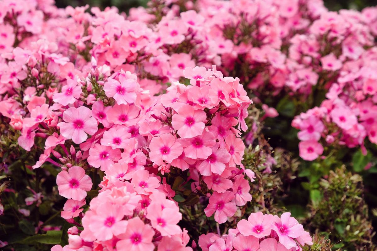 100 Mixed Colors DRUMMOND PHLOX MIX Pink, Red, White, Purple Phlox Drummondii Flower Seeds